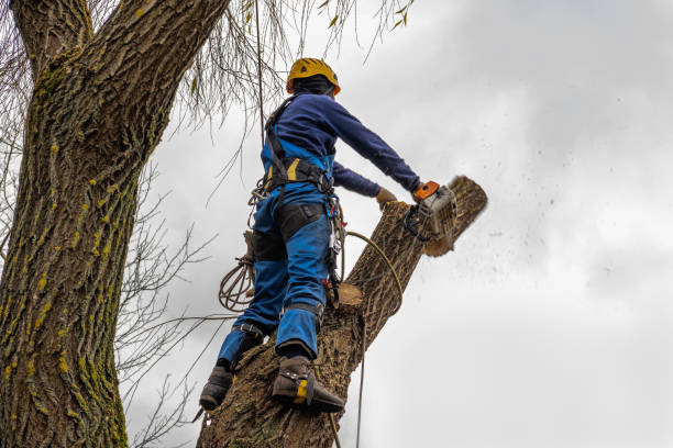 Why Choose Our Tree Removal Services in Fort Mohave, AZ?